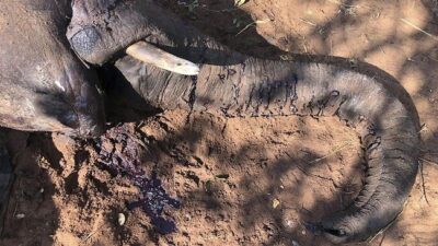 Misteri Matinya 350 Gajah di Afrika Terungkap oleh Ilmuwan