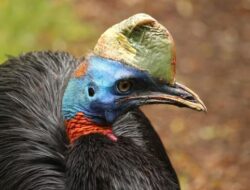 Burung Paling Berbahaya di Dunia Ternyata Ada di Indonesia