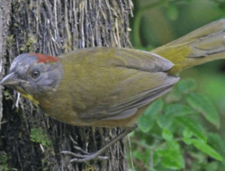 Heboh Burung Beracun di Indonesia: Dampaknya dan Penanganannya