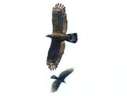 Ribuan Burung Rusia yang Sangar Bergerak ke Karawang, Kenapa?