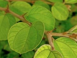 Warga Bumi Harus Waspada, Ada Tanda Kiamat yang Muncul pada Daun-Daun