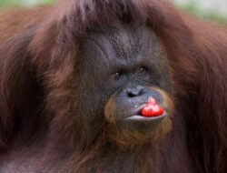 Spesialis Jerman Terkesan Melihat Orang Utan Membuat Obat Sendiri untuk Menyembuhkan Luka