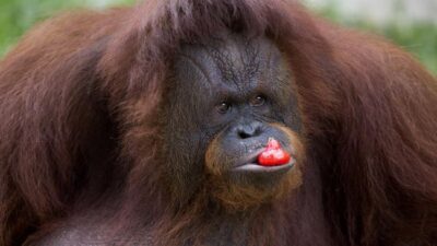 Spesialis Jerman Terkesan Melihat Orang Utan Membuat Obat Sendiri untuk Menyembuhkan Luka