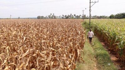 Petani Menggunakan Satelit untuk Bekerja, Hasil Panen Melimpah dan Bahagia