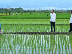 Aktivis Papua Mendesak Dihentikannya Proyek Pembangunan Satu Juta Hektar Sawah di Merauke