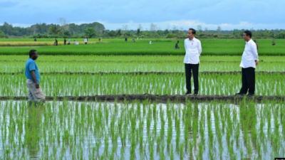 Aktivis Papua Mendesak Dihentikannya Proyek Pembangunan Satu Juta Hektar Sawah di Merauke