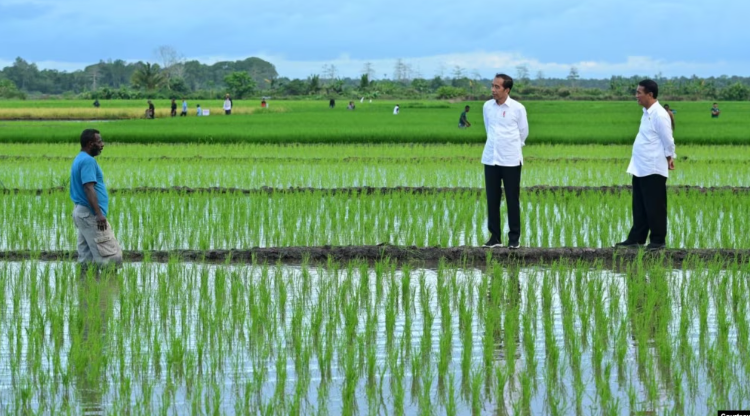 Aktivis Papua Mendesak Dihentikannya Proyek Pembangunan Satu Juta Hektar Sawah di Merauke