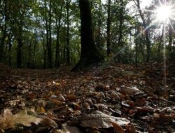 Penemuan Menarik: Makhluk Mirip Manusia di Hutan Sumatra