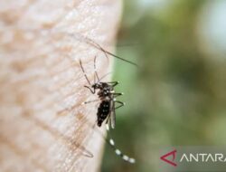 Demam Berdarah Dengue: Penyebab, Gejala, dan Pengobatan Terbaru