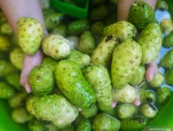 7 Manfaat Mengkudu untuk Kesehatan yang Jarang Diketahui