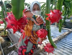 Manfaat Smoothies Buah Naga dan Pisang untuk Energi Tubuh