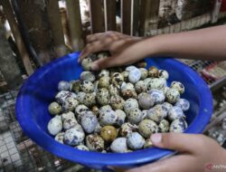 Manfaat Telur Puyuh untuk Tumbuh Kembang Bayi Optimal