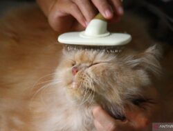 8 Cara Ampuh Menghilangkan Bulu Kucing dari Baju Anda