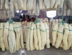 Manfaat dan Efek Samping Tape Singkong: Fakta Terbaru